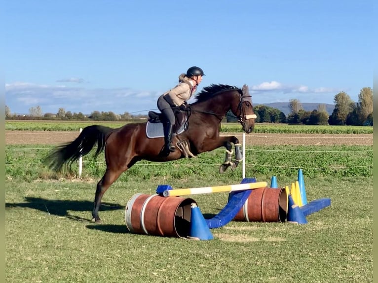 Andra varmblod Valack 7 år 163 cm Brun in Pelmberg