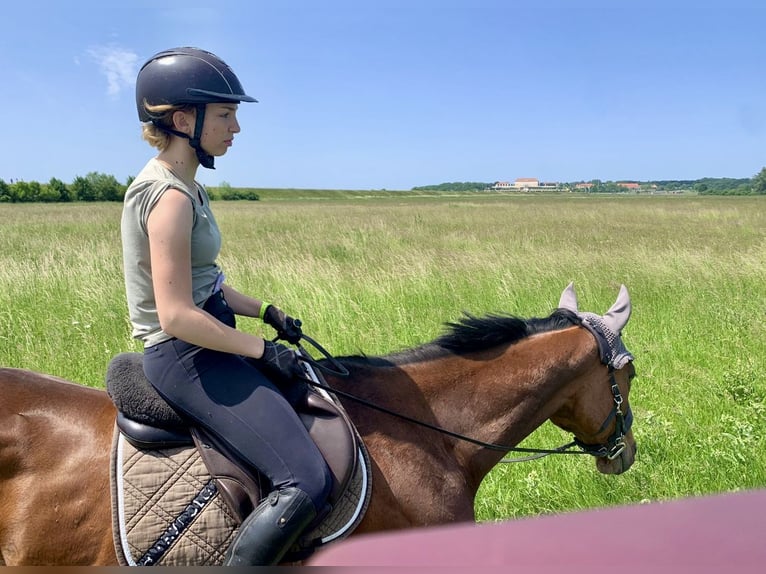 Andra varmblod Valack 7 år 163 cm Brun in Pelmberg