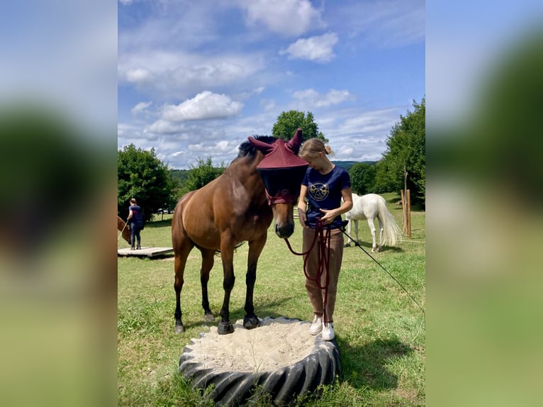 Andra varmblod Valack 7 år 163 cm Brun in Pelmberg