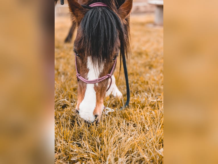 Andra varmblod Blandning Valack 8 år 146 cm Pinto in Oderberg