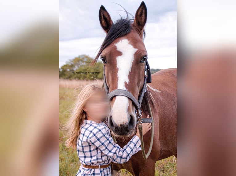 Andra varmblod Blandning Valack 8 år 146 cm Pinto in Oderberg