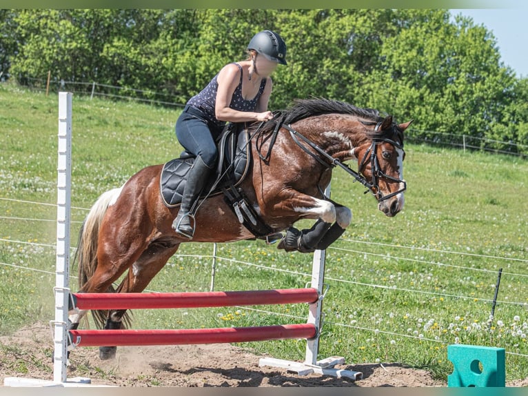 Andra varmblod Blandning Valack 8 år 146 cm Pinto in Oderberg