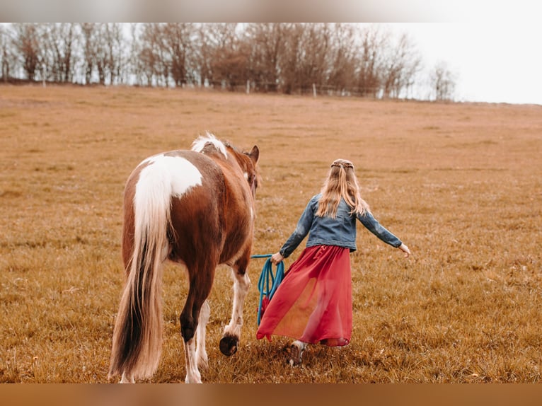 Andra varmblod Blandning Valack 8 år 146 cm Pinto in Oderberg