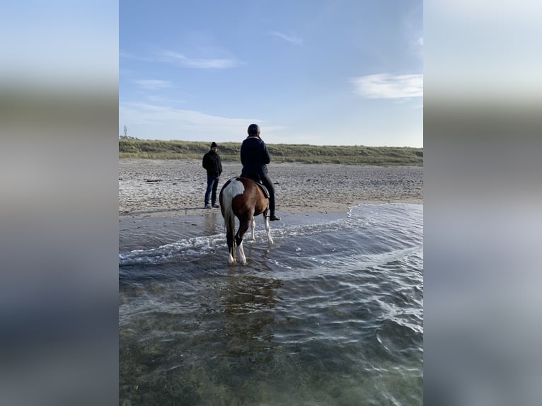 Andra varmblod Blandning Valack 8 år 146 cm Pinto in Oderberg