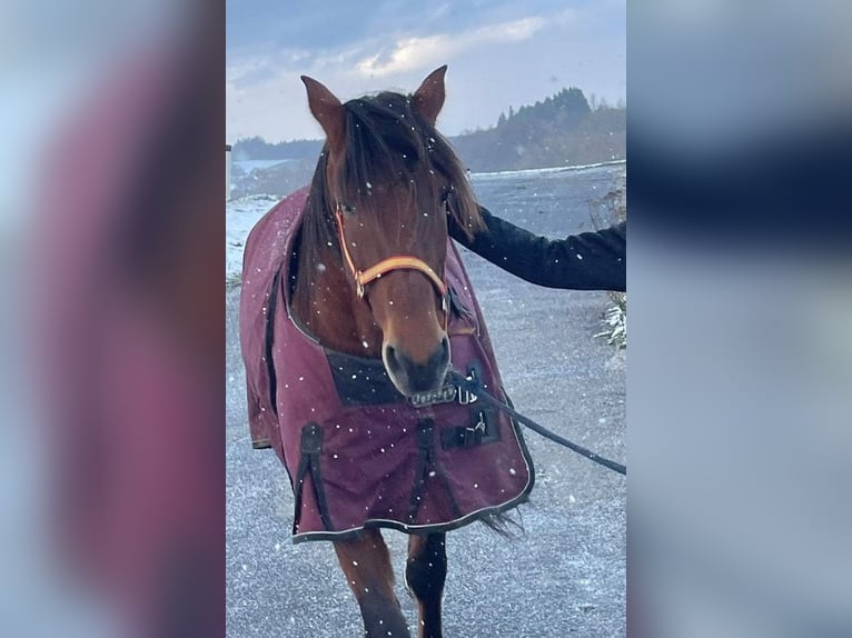 Andra varmblod Valack 8 år 159 cm Brun in Lichtenau