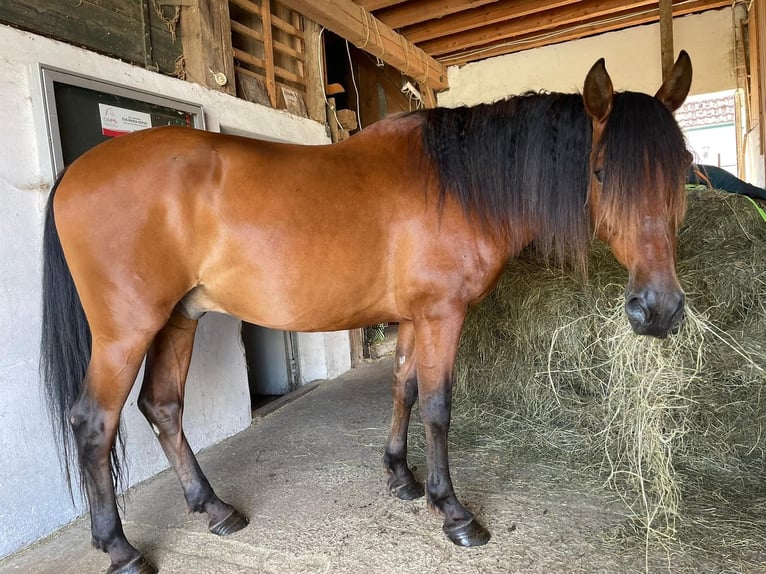 Andra varmblod Valack 8 år 159 cm Brun in Lichtenau