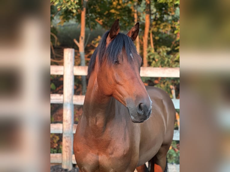 Andra varmblod Valack 8 år 163 cm Brun in Haarajoki