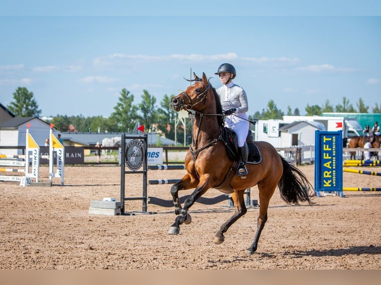 Andra varmblod Valack 8 år 163 cm Brun in Haarajoki