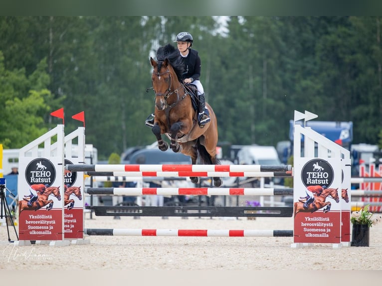 Andra varmblod Valack 8 år 163 cm Brun in Haarajoki