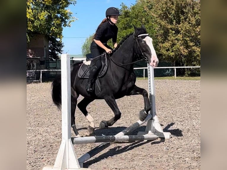 Andra varmblod Valack 8 år 165 cm Svart in Pescara