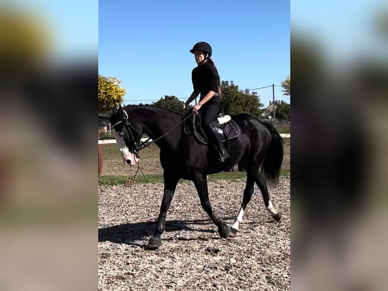 Andra varmblod Valack 8 år 165 cm Svart in Pescara