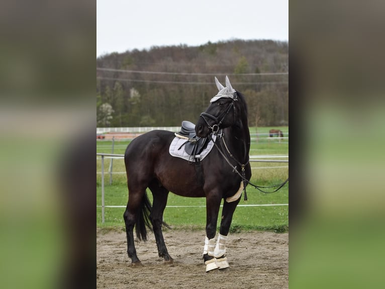 Andra varmblod Valack 8 år 166 cm Svart in Vohenstrauß