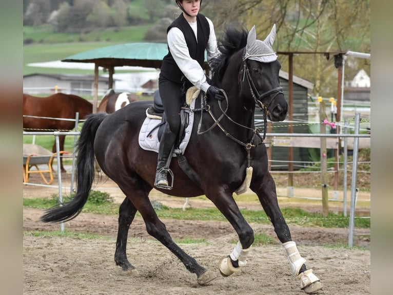 Andra varmblod Valack 8 år 166 cm Svart in Vohenstrauß