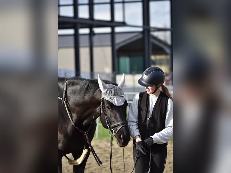 Andra varmblod Valack 8 år 166 cm Svart in Vohenstrauß