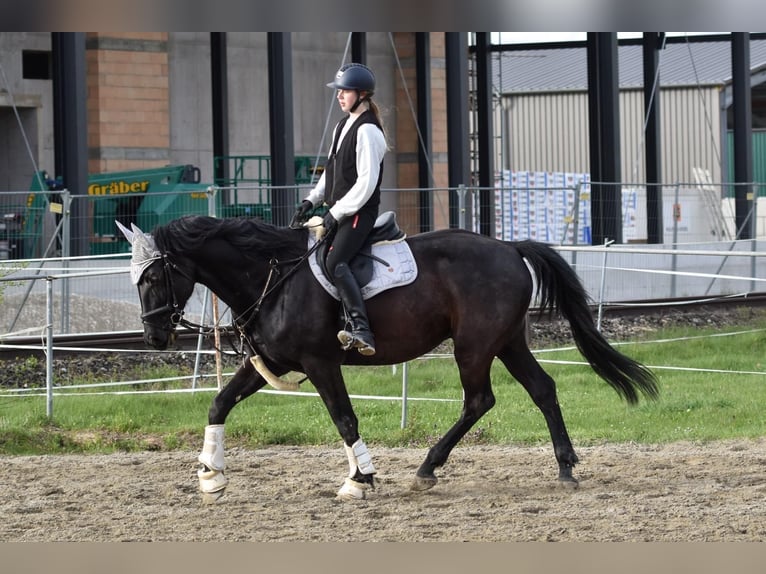 Andra varmblod Valack 8 år 166 cm Svart in Vohenstrauß