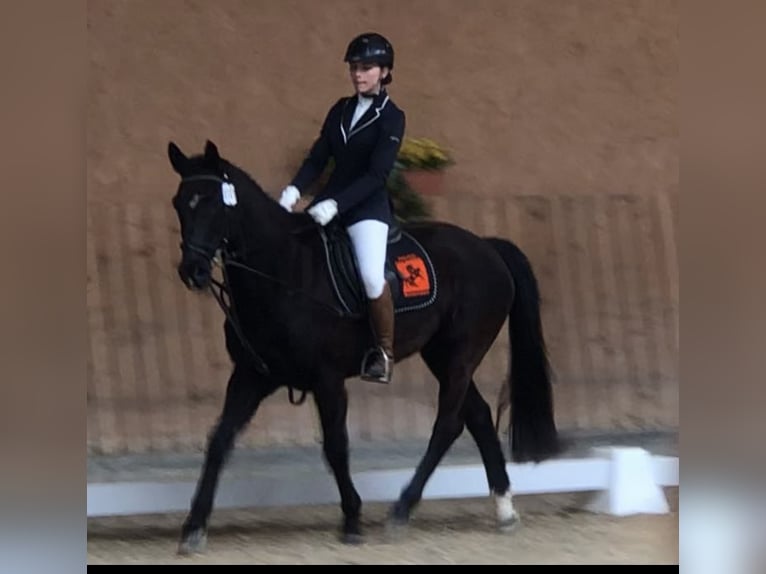 Andra varmblod Valack 9 år 155 cm Gråskimmel in Mainbernheim