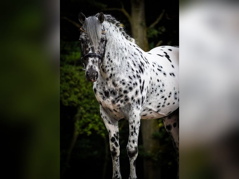 Andra varmblod Valack 9 år 156 cm Leopard-Piebald in Nettersheim