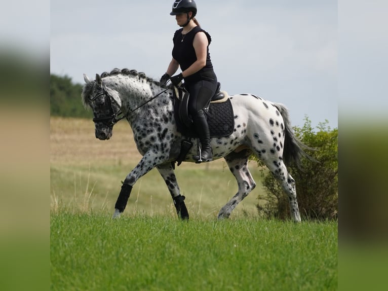 Andra varmblod Valack 9 år 156 cm Leopard-Piebald in Nettersheim