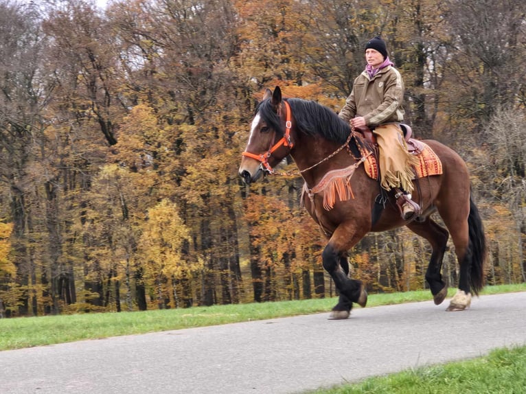 Andra varmblod Valack 9 år 162 cm Brun in Linkenbach