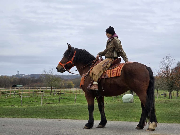 Andra varmblod Valack 9 år 162 cm Brun in Linkenbach