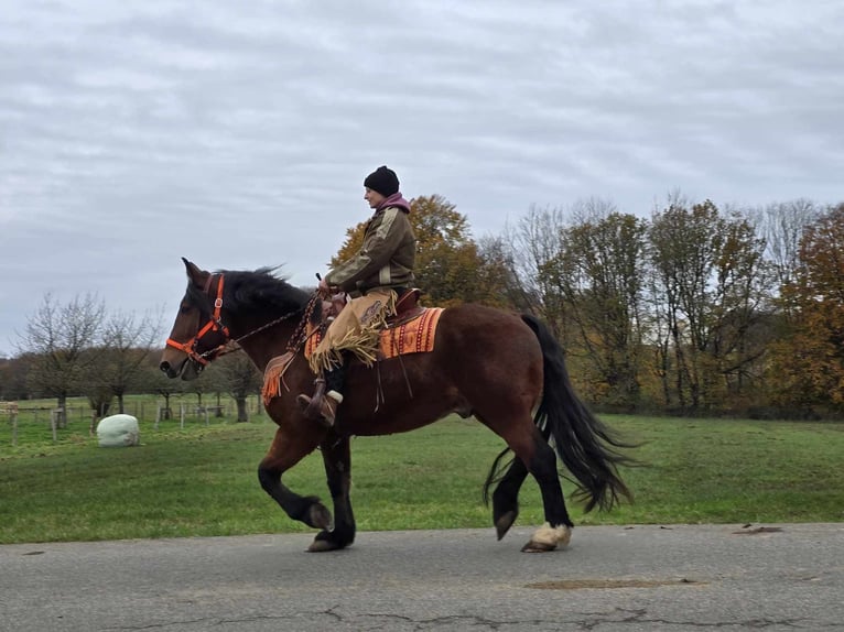 Andra varmblod Valack 9 år 162 cm Brun in Linkenbach