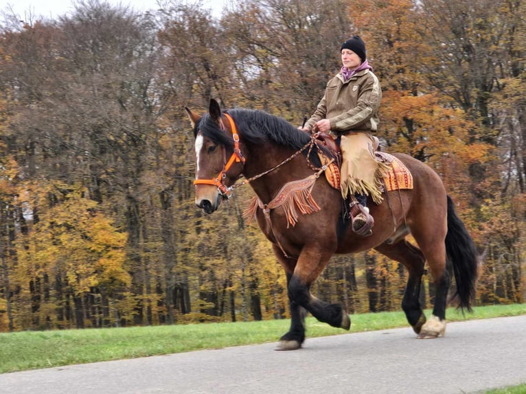 Andra varmblod Valack 9 år 162 cm Brun in Linkenbach