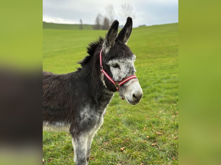 Âne Étalon 14 Ans Bai brun in Wimbach
