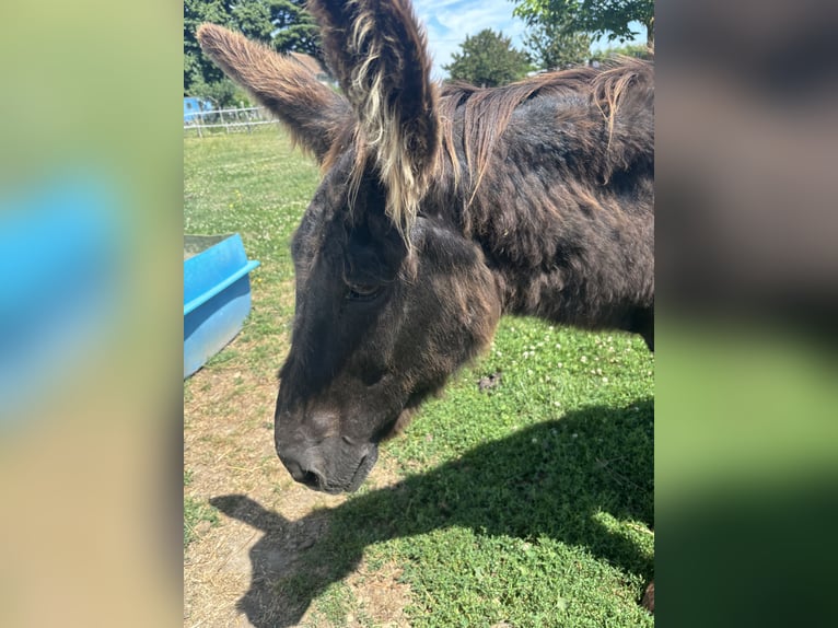 Âne Étalon 19 Ans 127 cm Bai brun foncé in Manthelan