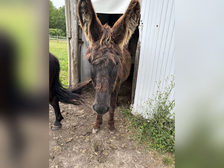 Âne Étalon 19 Ans 127 cm Bai brun foncé in Manthelan