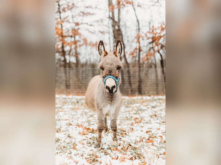 Âne Étalon 1 Année 64 cm Gris in Howell, MI