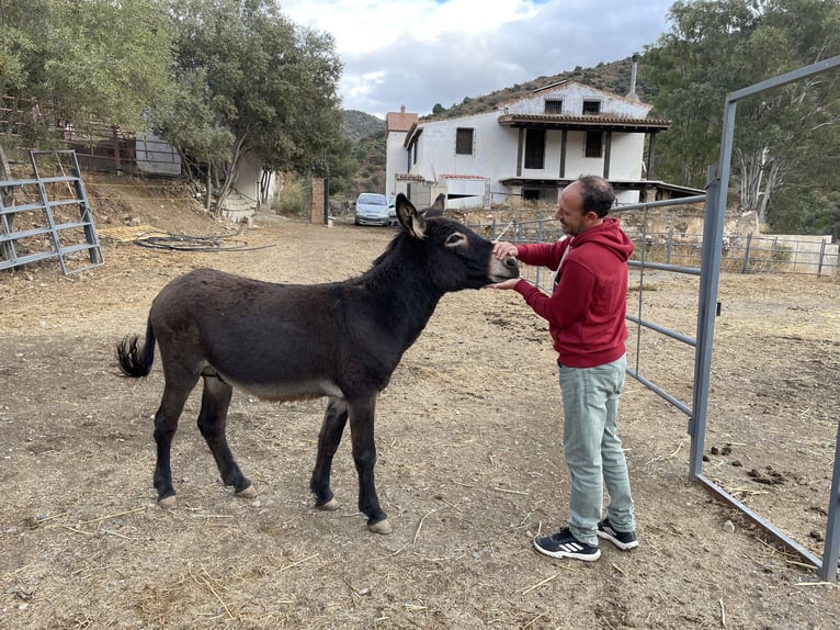 Âne Croisé Étalon 2 Ans 120 cm Bai brun in MalagaMalaga