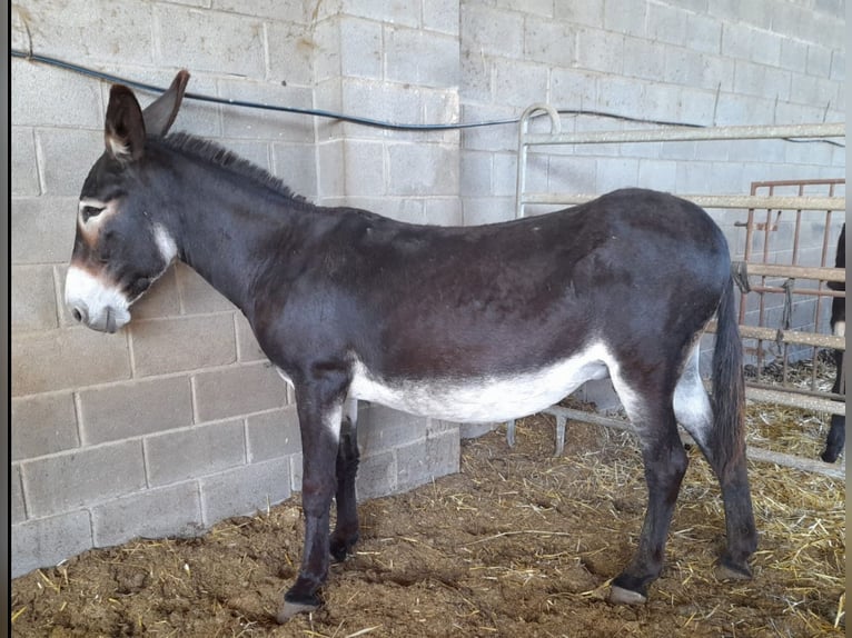 Âne Étalon 2 Ans 135 cm Noir in Tarasteix