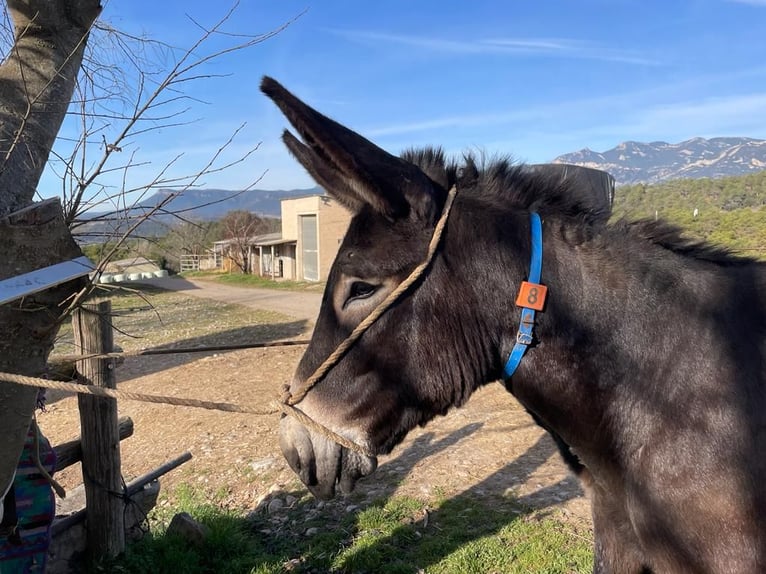 Âne Étalon 2 Ans 150 cm Noir in BERGA, BARCELONA