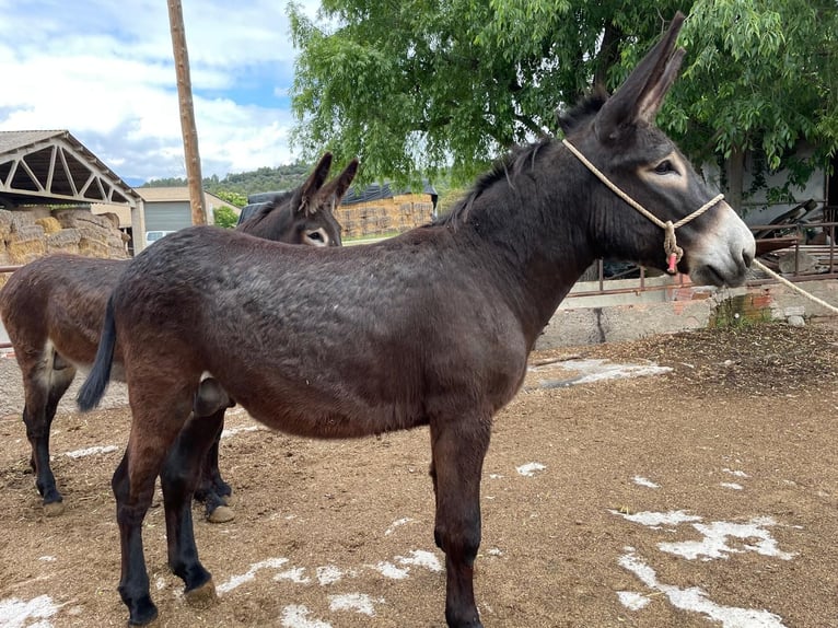 Âne Étalon 2 Ans 150 cm Noir in BERGA, BARCELONA