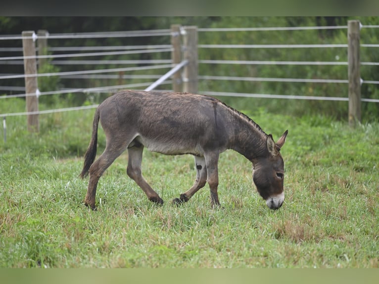 Âne Étalon 2 Ans 89 cm Gris in Fresno