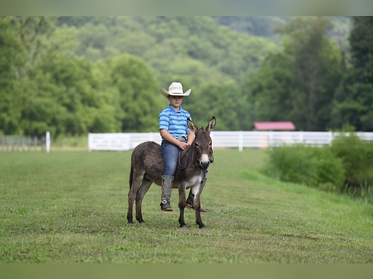 Âne Étalon 2 Ans 89 cm Gris in Fresno