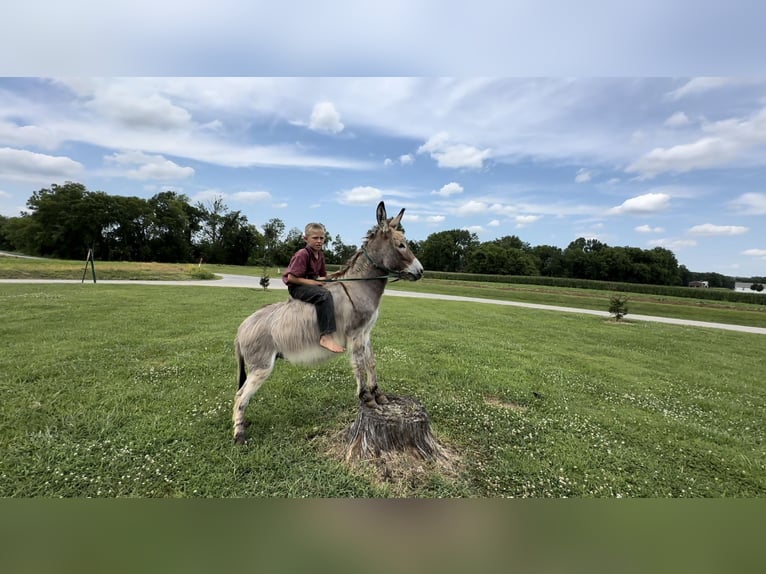 Âne Étalon 3 Ans 102 cm Gris in Elkton