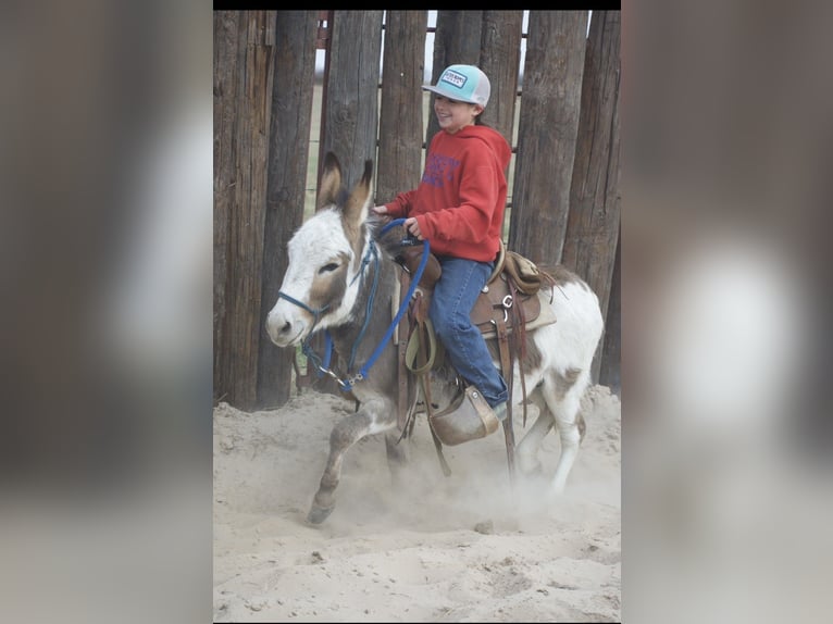 Âne Étalon 3 Ans 104 cm Pinto in Sulphur Springs