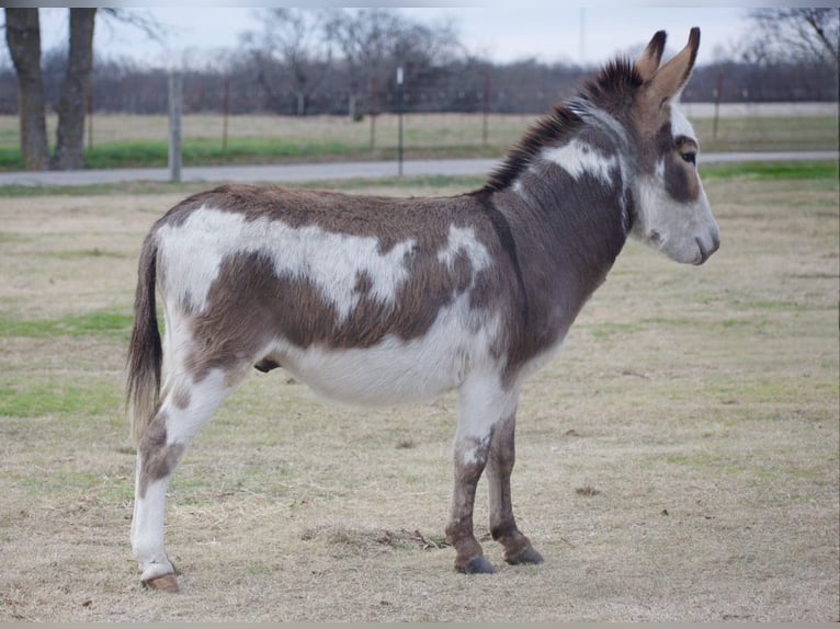 Âne Étalon 3 Ans 104 cm Pinto in Sulphur Springs