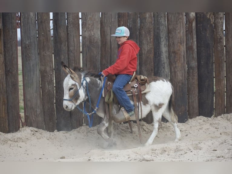 Âne Étalon 3 Ans 104 cm Pinto in Sulphur Springs