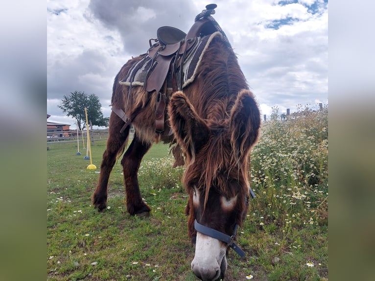 Âne Étalon 4 Ans 135 cm Bai in SVÁROV