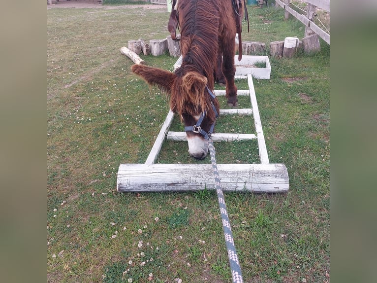 Âne Étalon 4 Ans 135 cm Bai in SVÁROV