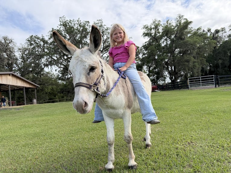 Âne Étalon 5 Ans 99 cm Pinto in Ocala