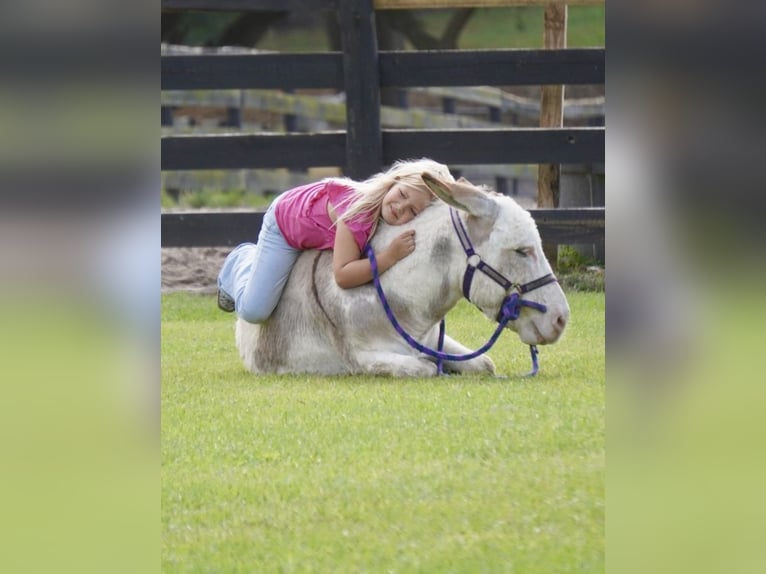 Âne Étalon 5 Ans 99 cm Pinto in Ocala