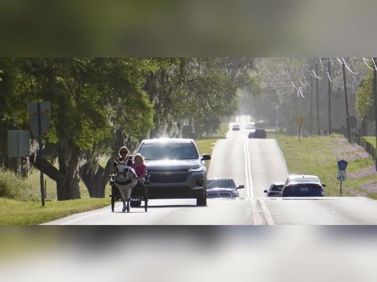 Âne Étalon 5 Ans 99 cm Pinto in Ocala