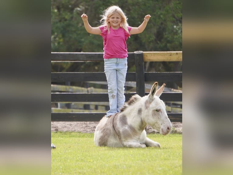 Âne Étalon 5 Ans 99 cm Pinto in Ocala