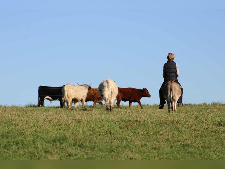 Âne Étalon 6 Ans 81 cm Gris in Rebersburg