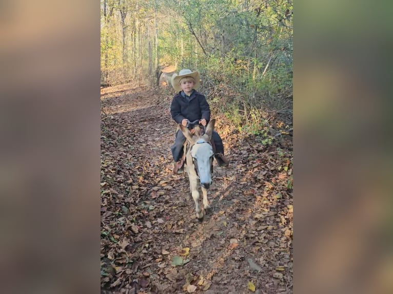 Âne Étalon 6 Ans 81 cm Gris in Rebersburg
