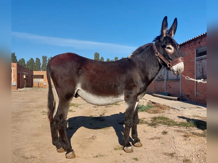 Âne Étalon 9 Ans 152 cm Noir in Berga, Barcelona