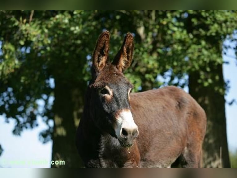 Âne Étalon Bai brun in Gie&#xDF;en